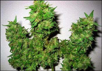科技时代_研究表明长期吸食大麻会影响记忆力(图)