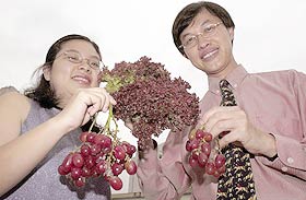 抗癌生菜