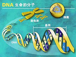 DNA