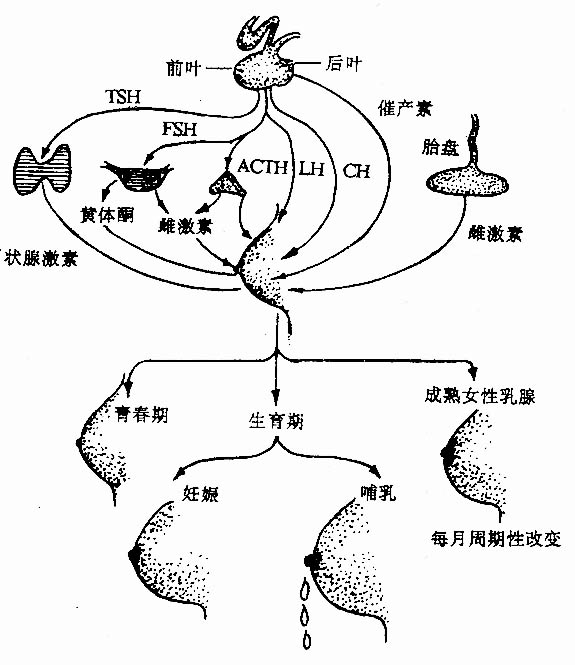 19802.jpg (68818 字节)