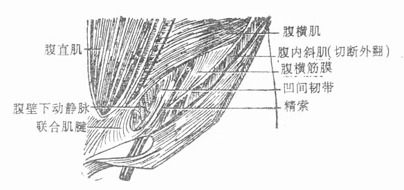 第二节腹股沟疝