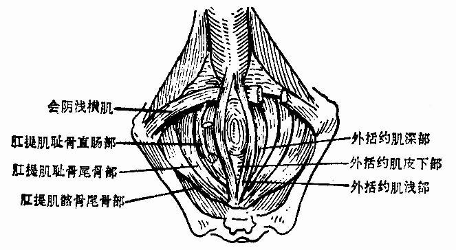 肌肉 该区有肛门外括约肌,肛门内括约肌,肛提肌和纵形