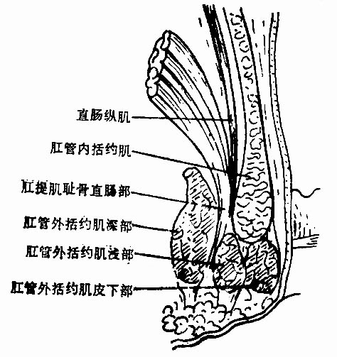 图2-99 肛管直肠环